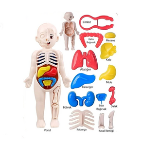 PERA JOCCO İNSAN ANATOMİSİ POŞETLİ 20 CM